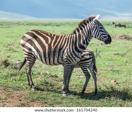 Zebras with baby in the Crater Ngorongoro National Park - Tanzania, East Africa