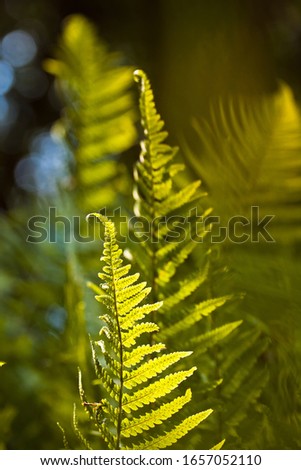 light green sprouts of fern leaves grow in spring sun, dark natural forest blurred background, ecological sunny summer nature pattern