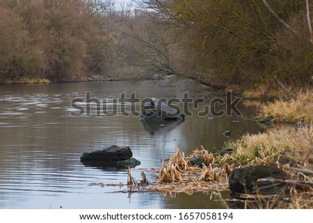 desolated river bank with bare trees and stones in water, fast current of a river, gloomy and mysterious landscape, cloudy autumn day, nature wonders ecotourism