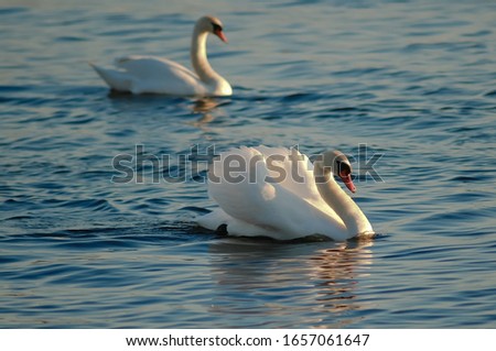 two white swans floating on the river