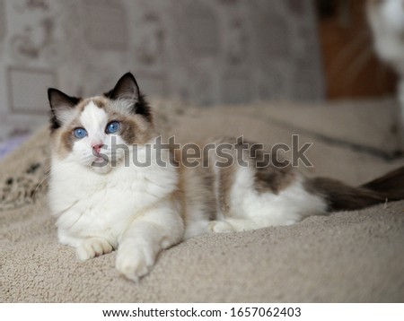 seal point bicolor ragdoll cat breed  Royalty-Free Stock Photo #1657062403