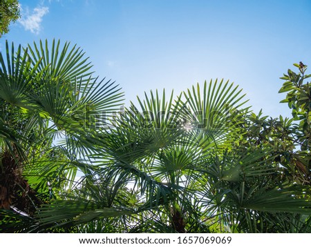 Sun shines on palm trees leaves. Tropical trees with fresh green foliage.