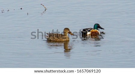 A pair of northern shovelers, is a common and widespread duck in the United States, known simply in Britain as the shoveler Royalty-Free Stock Photo #1657069120