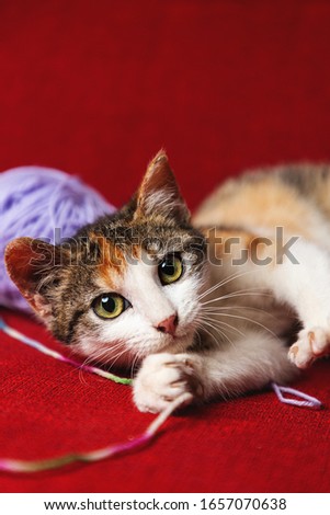 Small kitten is lying on a red sofa with a ball of wool. Red background. Adorable
