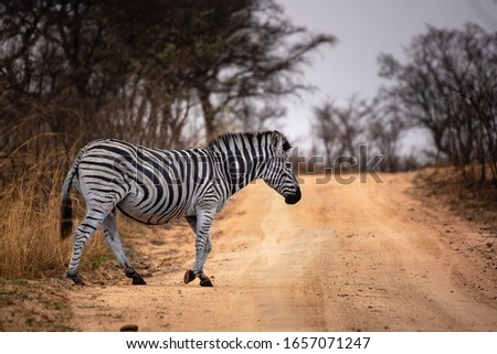 wild zebra in safari in south africa
