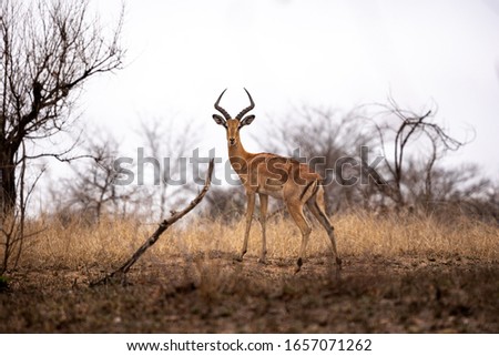 wild animal in safari in south africa