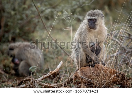 wild monkey in safari in south africa