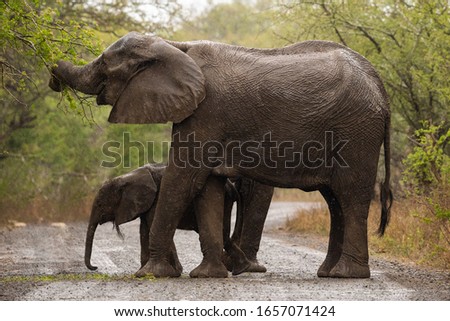 wild elephant in safari in south africa