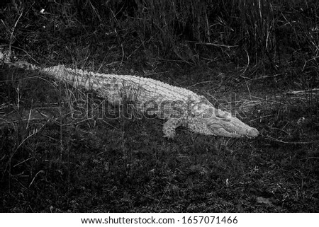 wild crocodile in safari in south africa