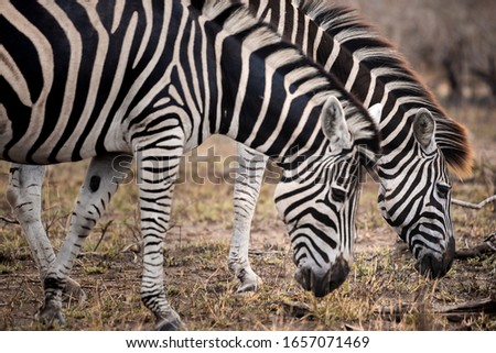 wild zebra in safari in south africa