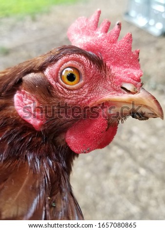 Up close picture of red chicken 