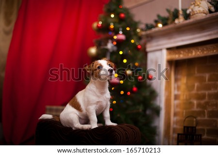 Jack Russell Terrier, holiday, New Year, interior, christmas