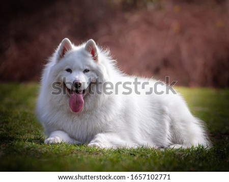 Beautiful white dog Samoyed in the park outdoor