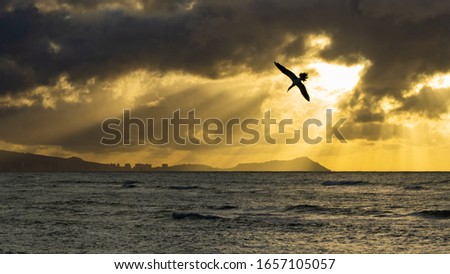 Cormorants diving for sardines at sunrise in Hawaii with Diamond Head behind