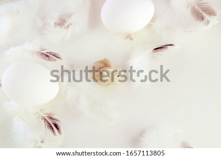 White natural eggs, easter bunny and white feathers. Monochrome, minimal. Happy easter concept