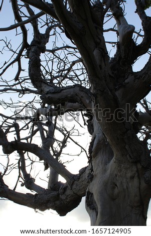 Gnarled old wood tree in silhouette against blue sky background