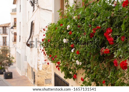 Red geranium flowers on a balcony on the street of the old town of La Nucia, Spain.