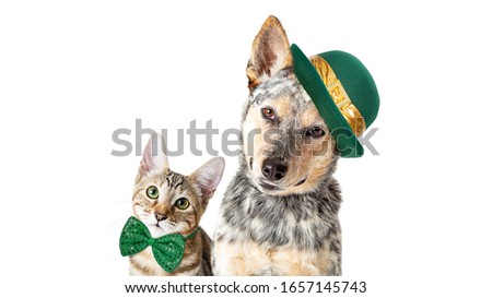 Cute cat and dog celebrating St. Patrick's Day together on white background with room for text