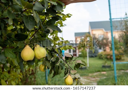 Two ripe quinces hang on a tree. In the background is a house. Home gardening