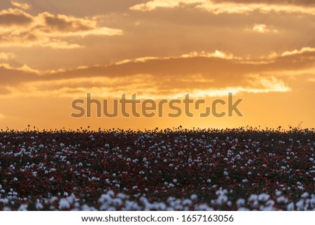Beautiful poppy field at sunset. Colorful sky full of clouds. Wide shot.