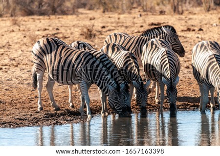 A group of Burchell's Plains zebra -Equus quagga burchelli- drinking from a waterhole in Etosha National Park, Namibia.