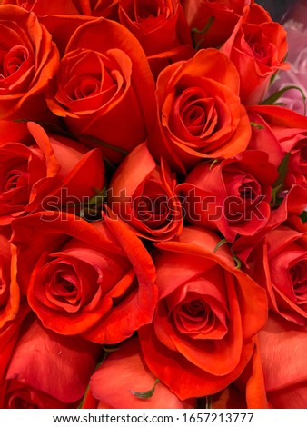 abstract background texture of roses. Close-up.