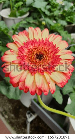 Very nice Sunflower colour 22 February 2020