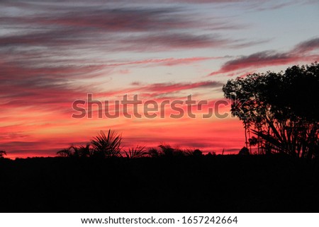 Blurry picture of colorful sky and black tree. View of beautiful sky in the morning, pink color. Sunrise near of the forest. Concept of natural background. 