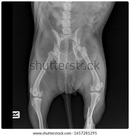 x ray dog traumatic hip fracture both side front view 