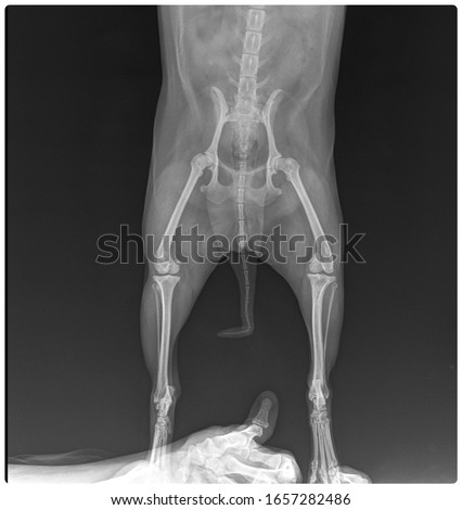 x ray pug female hip dog x ray front view  