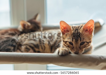 Cute little bengal kitty cat laying on the cat's window bed watching on the room. Sunny seat for cat on the window.