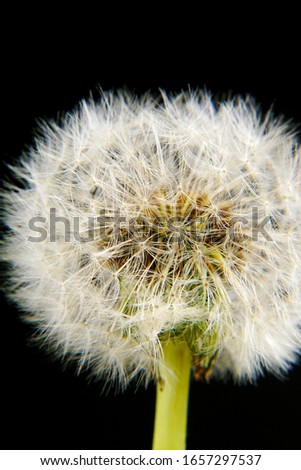 macro closeup of a fluffy white common dandelion flower Taraxacum officinale plant head isolated on black