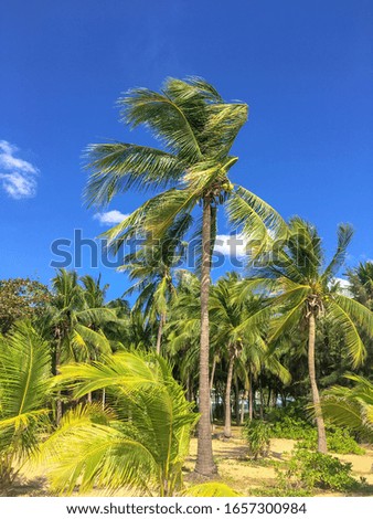 Bright green palm trees under a blue sky on a paradise tropical island for summer background