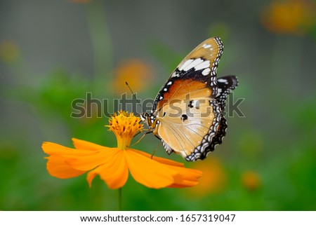 the butterflies perched above the orange kenikir flower. butterflies are perfectly metamorphosed insects. macro photography.