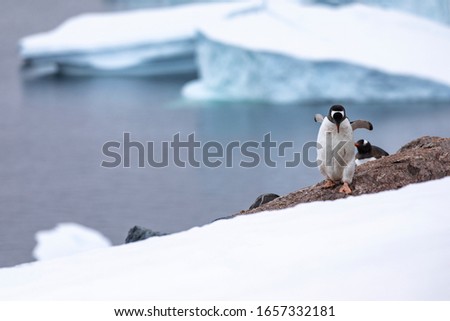 Penguin carefully walks out of the colony's nesting site into white snowy landscape in Antarctica