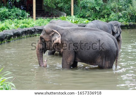 An elephant in a small pond with green background.