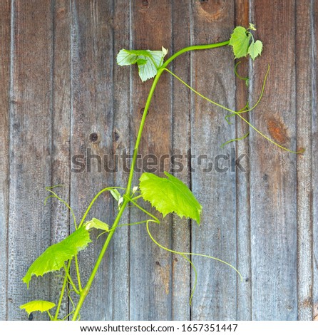 Green branch of grapes on a wooden background.