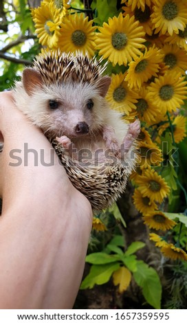 A lovely young african pygmy hedgehog looking camera and sitting on owner hand in the garden.