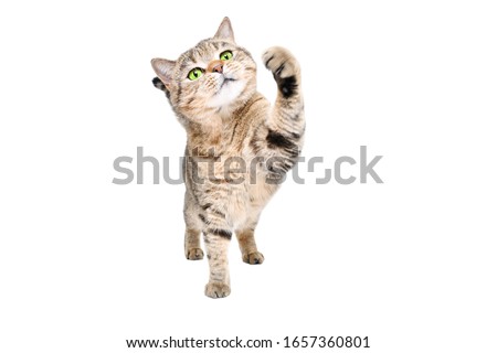 Funny playful cat Scottish Straight standing isolated on a white background Royalty-Free Stock Photo #1657360801