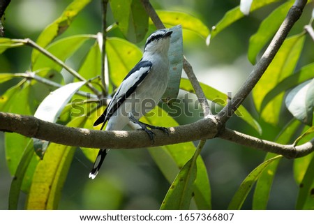 The photograph of a pied triller (lalage nigra) sitting on a atree branch on a sunny day.