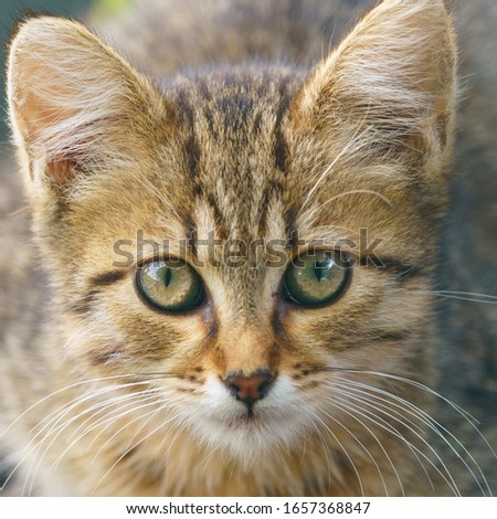 Portrait of the tabby gray and red homeless kitten on the city street in summer day. Photography is suitable for greeting card design, poster, postcard template. Take the kitty home! 