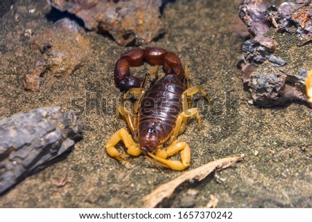 Scorpio sits on the sand next to the shelter
