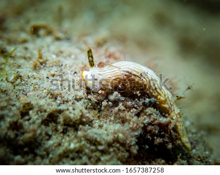 Nudibranch at Khaopilai Beach , Phang-nga , Thailand