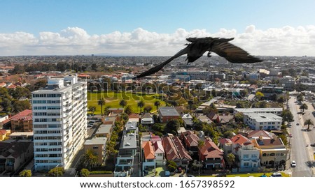 Flying bird attacking drone in the air above the city