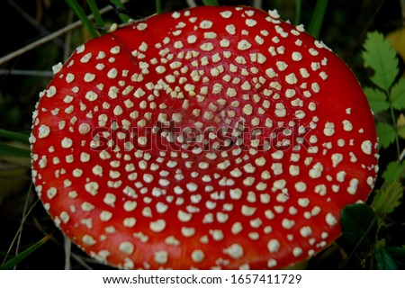 Amanita muscaria cap. Top view of poisonous mushroom fly agaric or fly amanita. Red toadstool top view