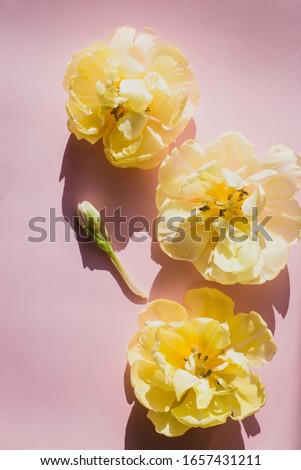 Yellow tulip flowers on pink backround. Spring concept backdrop. Place for text.
