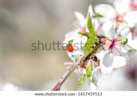 Macro photography of a ladybird on the branch of a flowering almond tree, during spring, selective focus