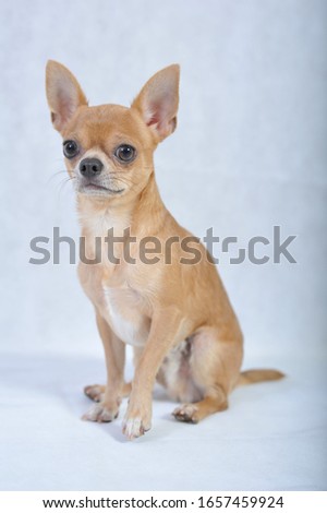Short-haired Chihuahua Breed Dog sitting