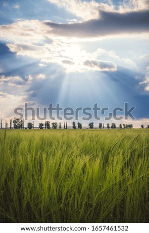 Sun rays above the hill of green grass