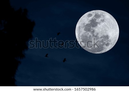 Full moon with silhouette tree and bird on blue sky.